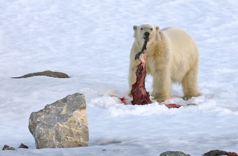 Polar Bear Eating Prey by Sergey Kokinskiy — canvas wall art