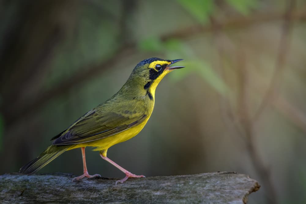 Singing Warbler on Branch by Jacob (Jian) Xu — canvas wall art