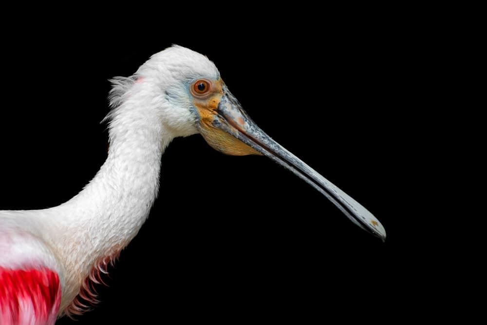 Roseate Spoonbill Profile by Mathilde Guillemot — canvas wall art