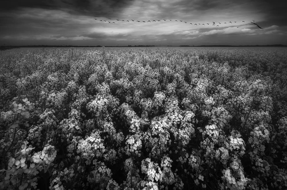 Vast Field, Soaring Birds by Piotr Krol (Bax) — canvas wall art