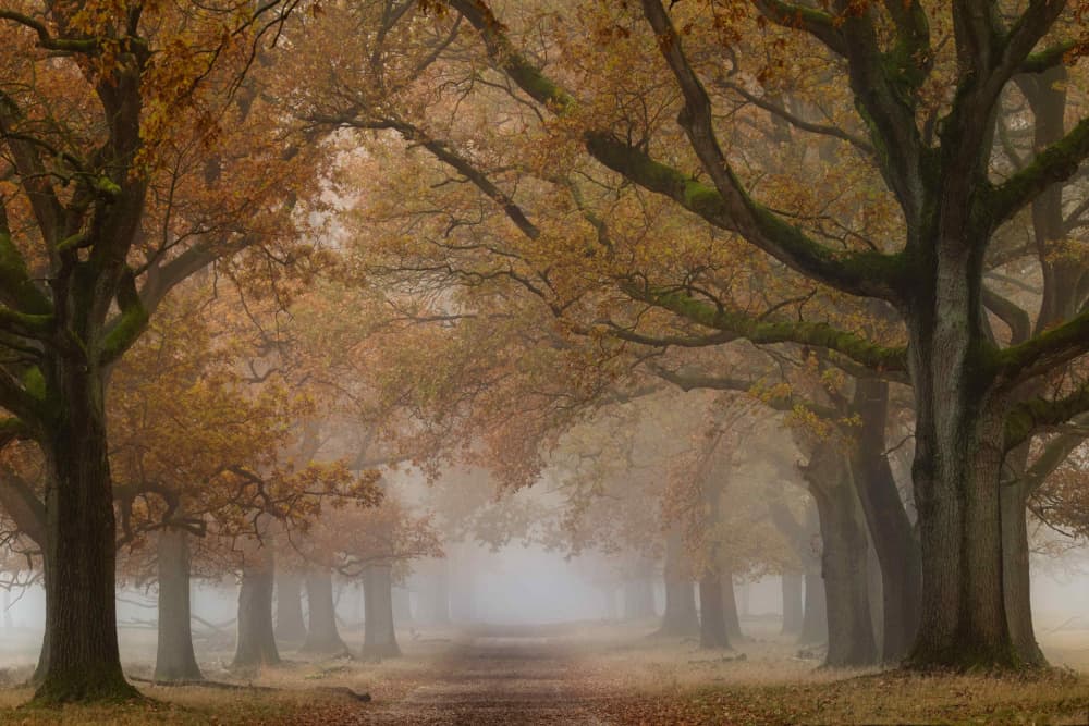Misty Autumn Path by Ellen Borggreve — canvas wall art