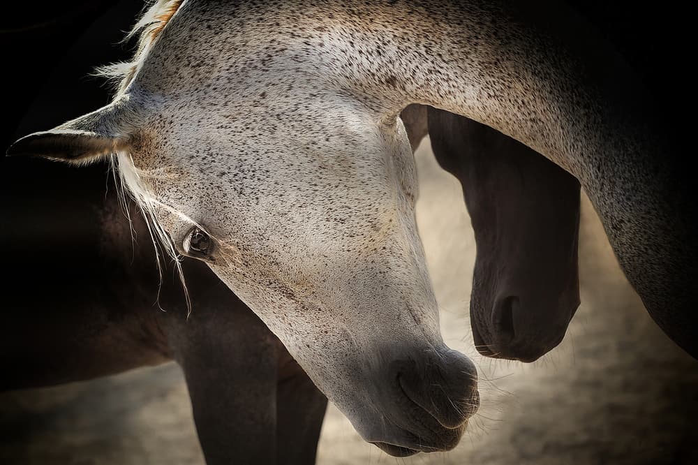 Dappled Horse Friendship by Adela  Lia Rusu — canvas wall art
