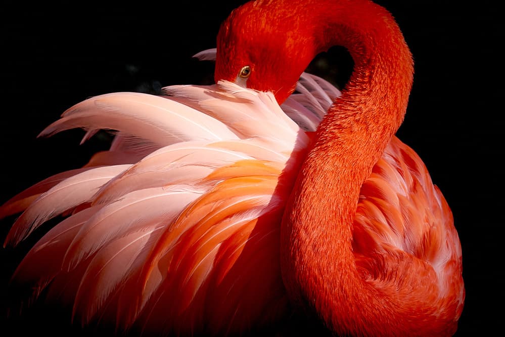 Elegant Pink Flamingo by Makoto Nishikura — canvas wall art