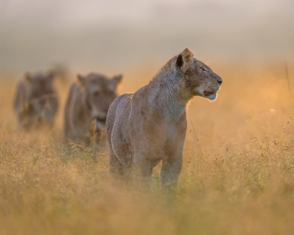 Golden Hour Lions by Ahmed Elsheshtawy — canvas wall art