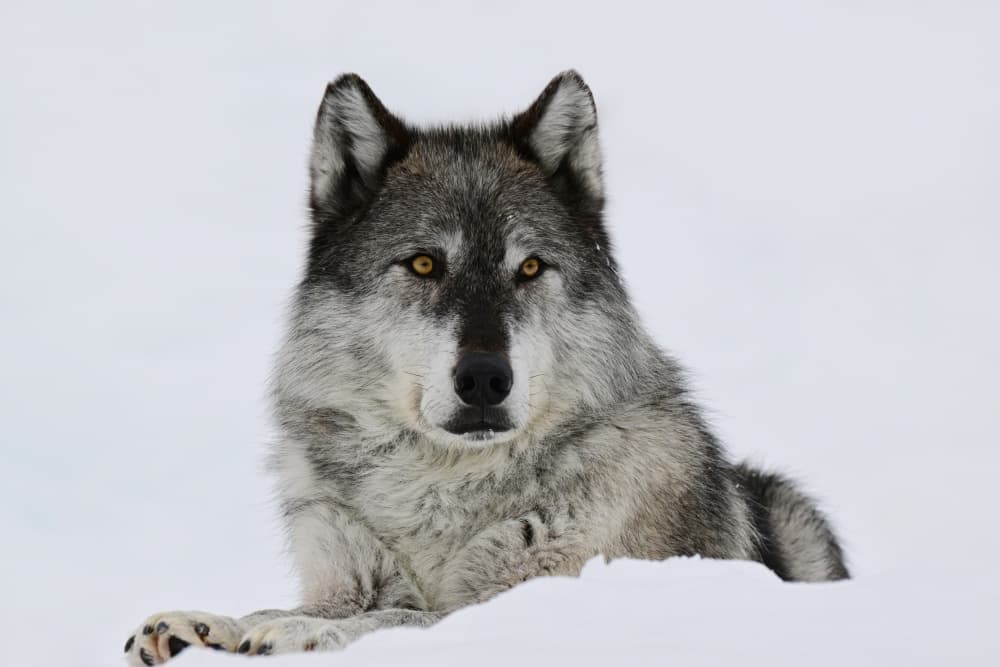 Winter Wolf Stare by Rob Li — canvas wall art