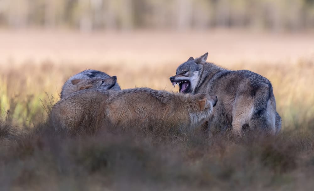 Snarling Wolf Pack by Marco Barisone — canvas wall art