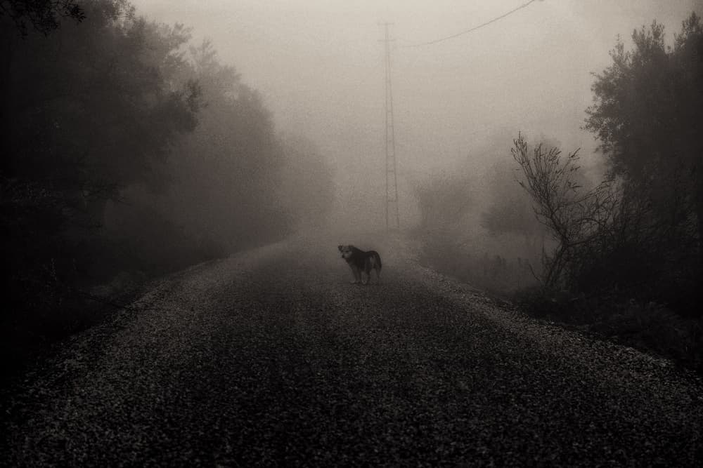 Lonely Dog In Fog by Ali Ayer — canvas wall art