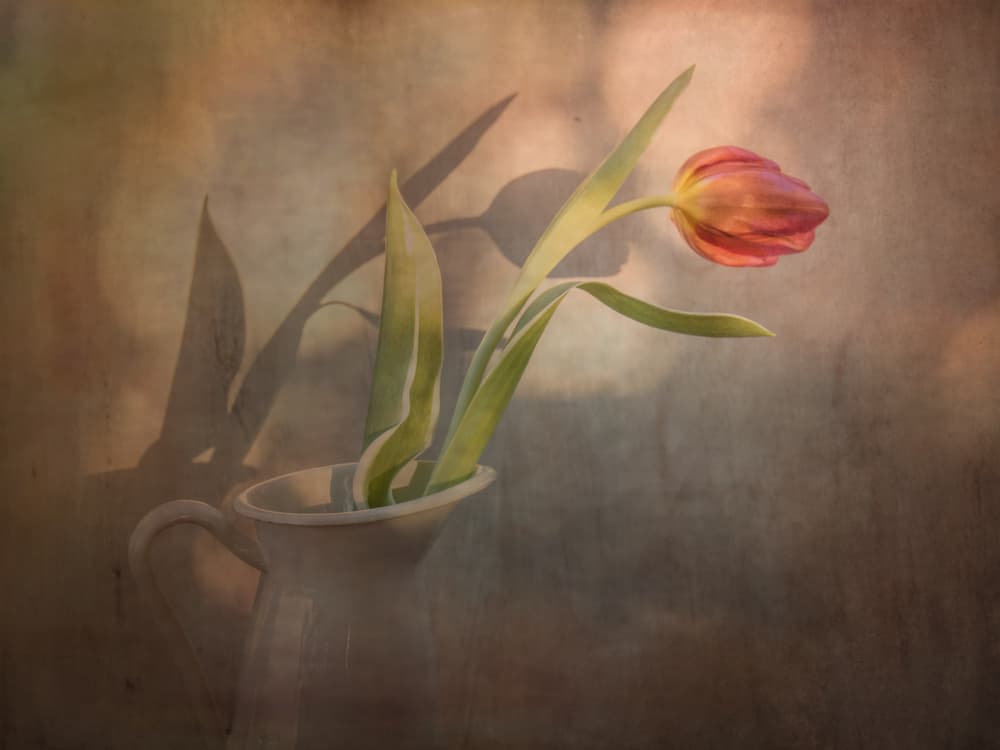 Warm Tulip Shadows by EDUARDO LLERANDI — canvas wall art