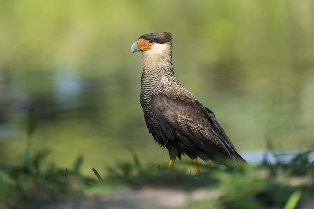 Crested Caracara Stance by Jose Curto — canvas wall art