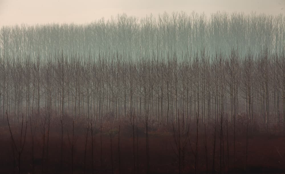 Misty Winter Forest by Ramiz Sahin — canvas wall art