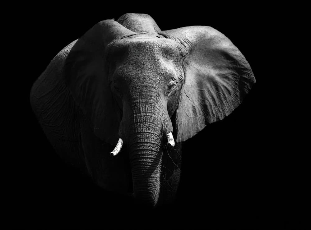 Majestic Elephant Portrait by Jie Fischer — canvas wall art