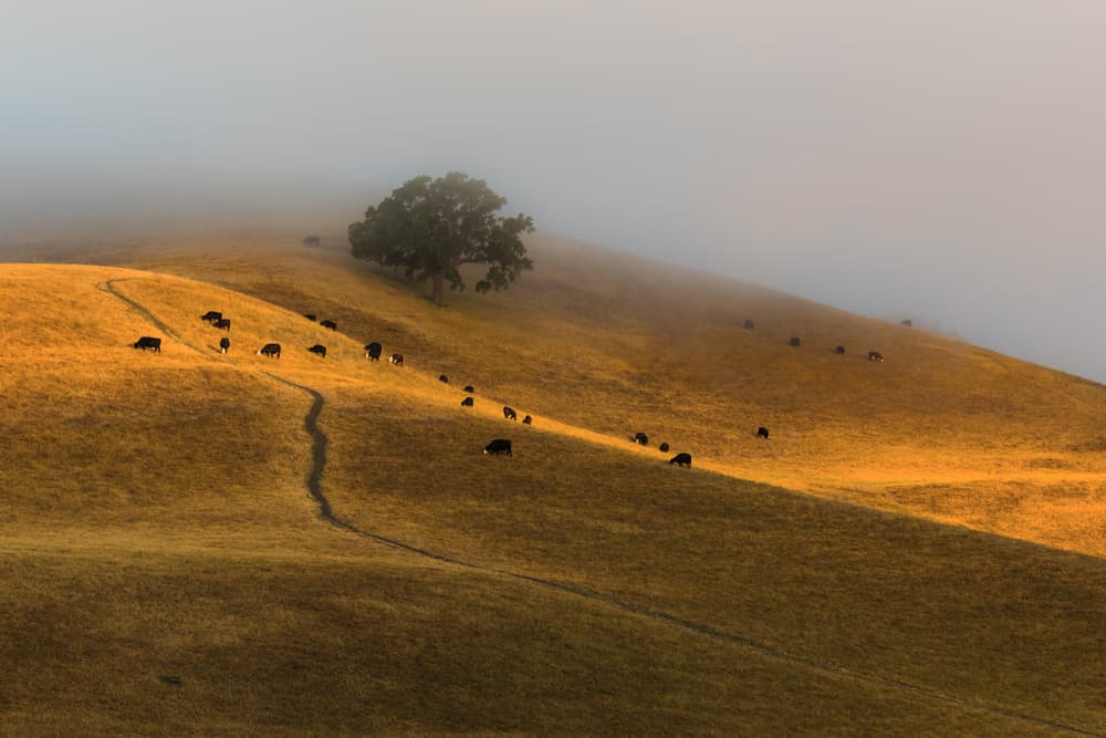 Misty Morning Golden Hills by Jenny Qiu — canvas wall art