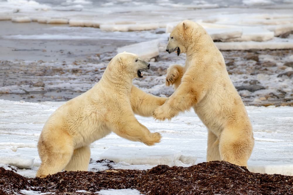 Playful Polar Bears by Alessandro Catta — canvas wall art