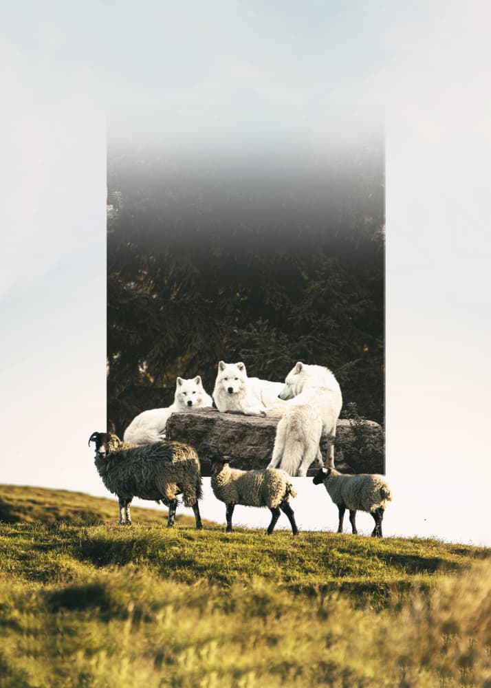 Wolves Among Sheep by Ariz Rab — canvas wall art