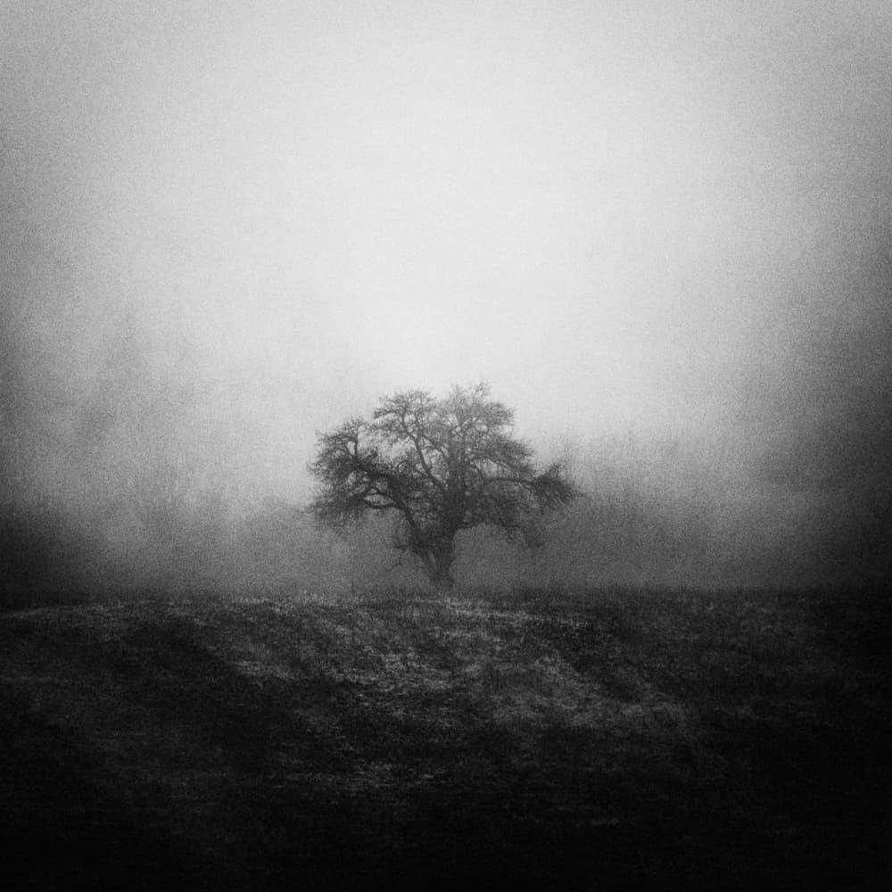 Misty Lone Tree by Karol Važan — canvas wall art