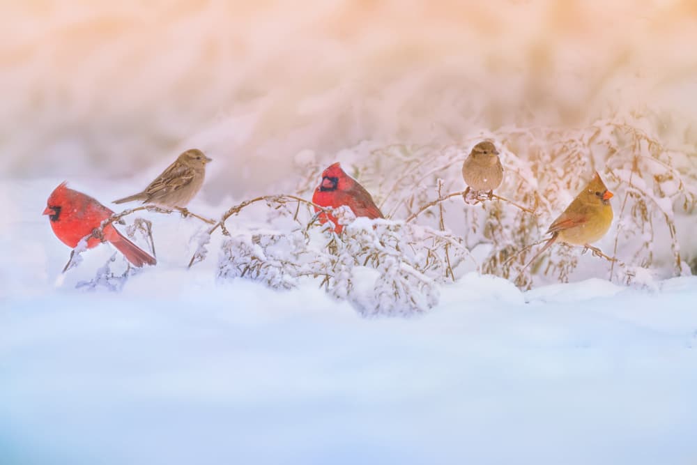 Winter Cardinals in Snow by Ling  Lu — canvas wall art