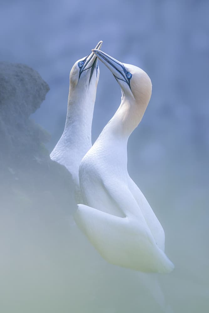 Loving Gannet Couple by Kutub Uddin — canvas wall art