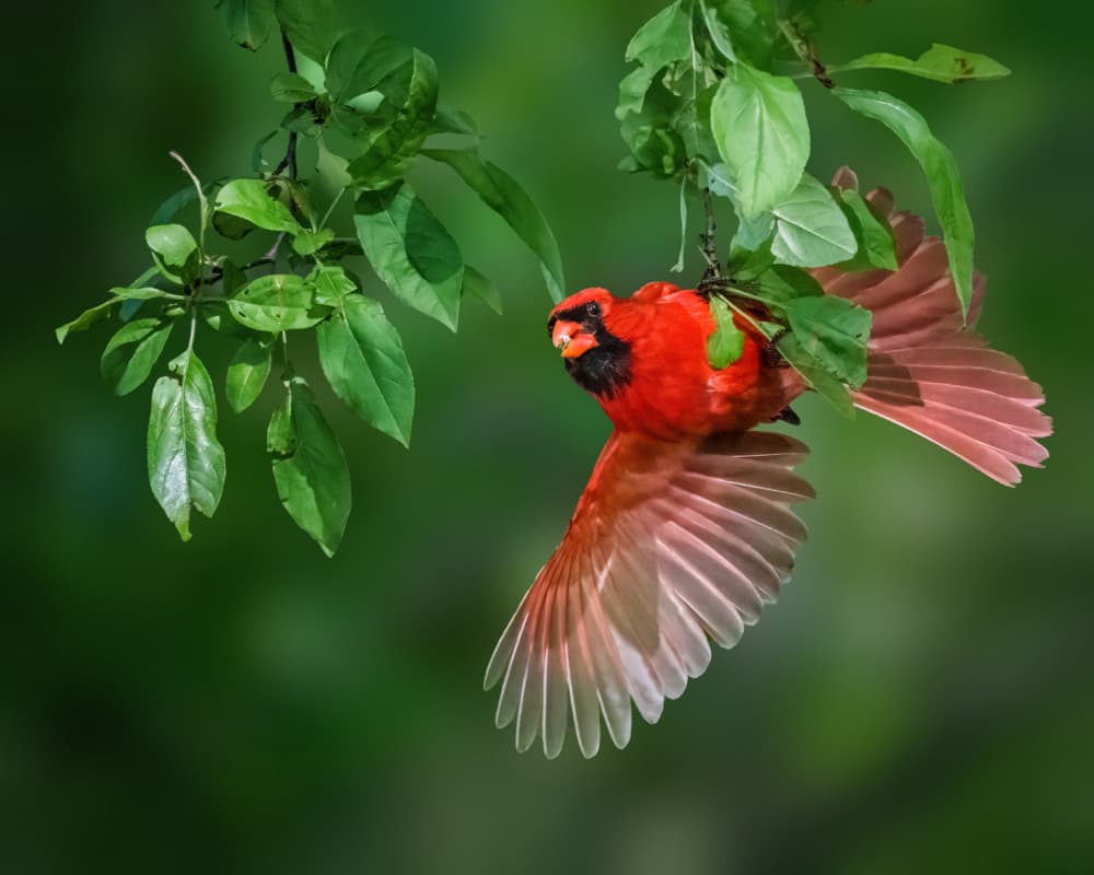 Cardinal in Flight by Xiao Cai — canvas wall art