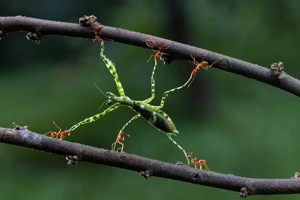 Ants Capture Mantis by Lisdiyanto Suhardjo — canvas wall art