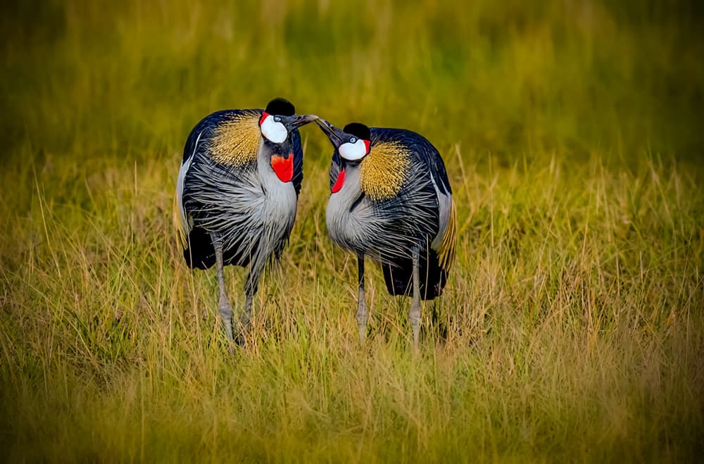 Crowned Cranes Pair by Ibrahim Canakci — canvas wall art
