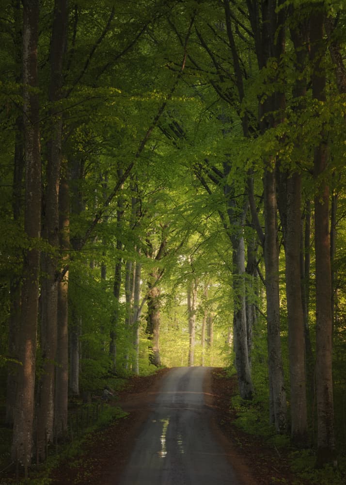 Sunlit Forest Road by Hamed Bank — canvas wall art