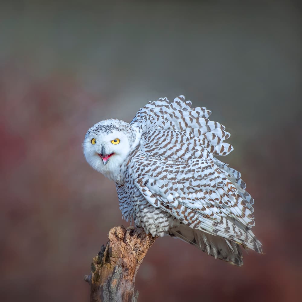 Snowy Owl Calling by Fion Wong — canvas wall art