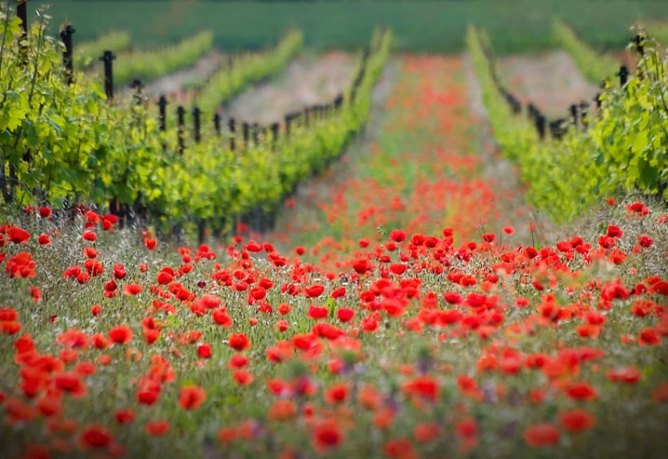 Red Poppies Vineyard Path by Ales Komovec — canvas wall art
