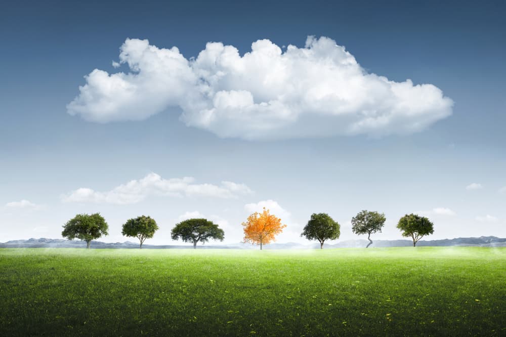Seven Tree by Bess Hamiti — canvas wall art