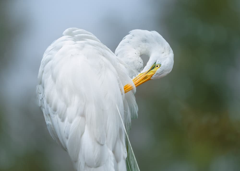 Graceful Egret Preening by Ling  Lu — canvas wall art