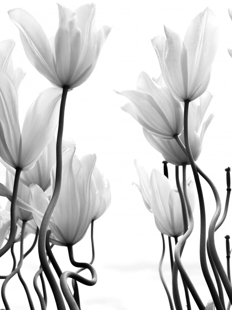 Graceful White Tulips by Ivan Lesica — canvas wall art