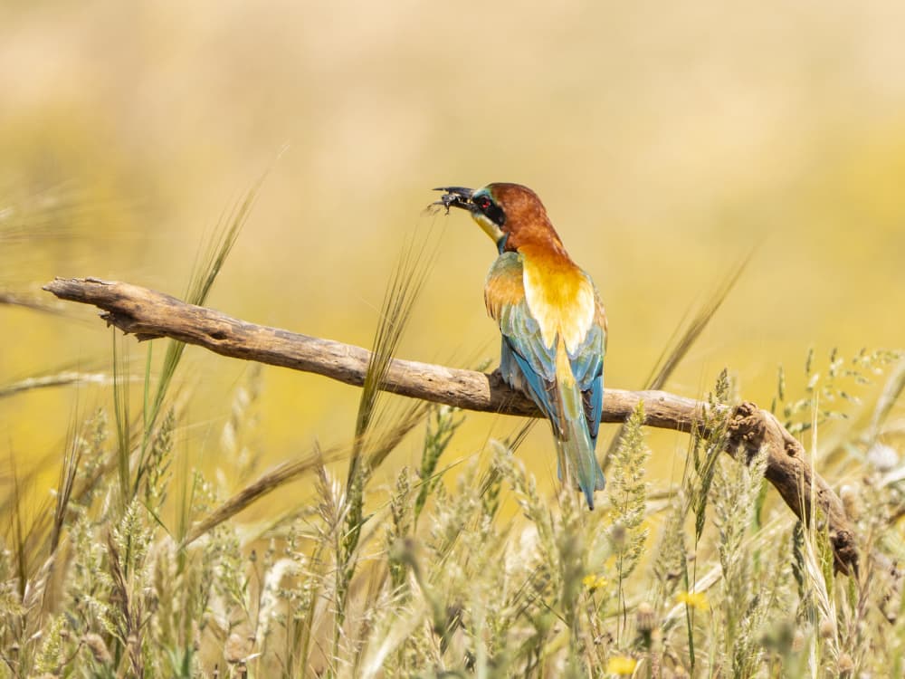 Vibrant Bee-eater Golden Field by JUAN CARLOS HERVÁS MARTÍNEZ — canvas wall art