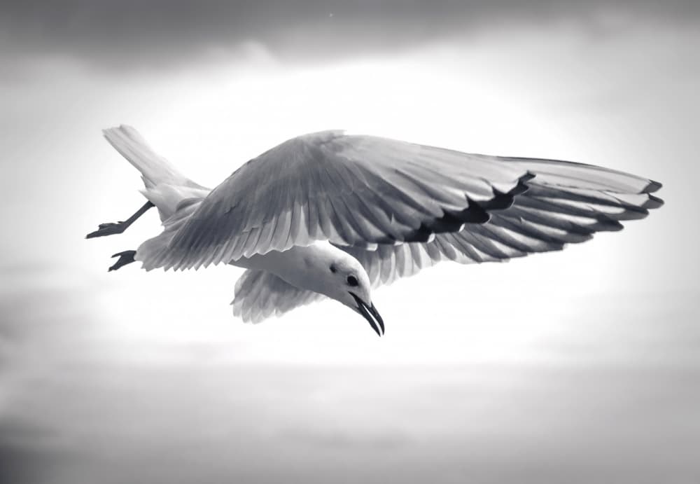 Seagull In Flight by Zina Heg — canvas wall art