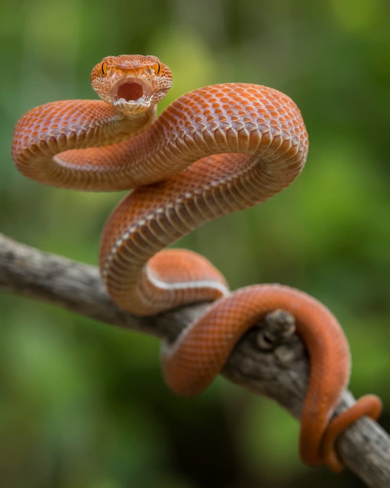 Striking Orange Viper by Tantoyensen — canvas wall art