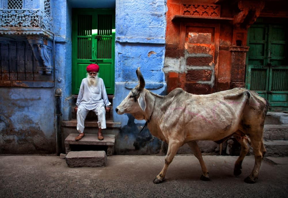 Blue City Man and Cow by Fadhel Almutaghawi — canvas wall art