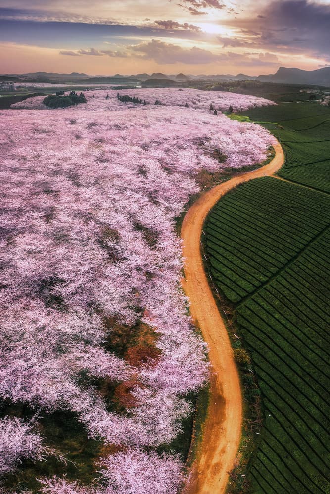 Pink Blossom Path by TIANQI — canvas wall art