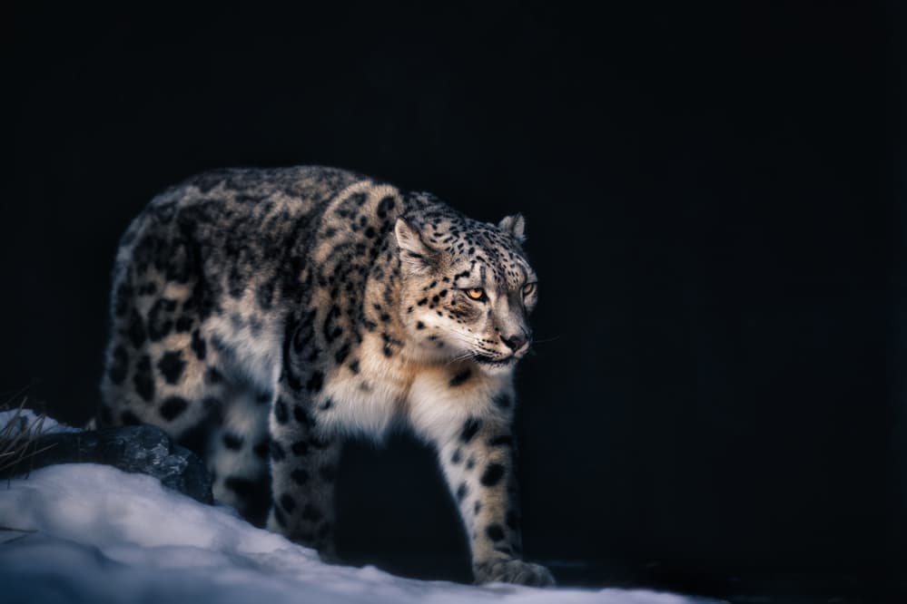 Mysterious Snow Leopard by Alex Zhao — canvas wall art