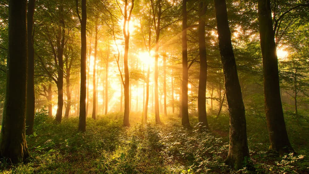 Golden Forest Light by Leif Løndal — canvas wall art