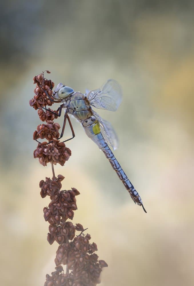 Elegant Blue Dragonfly by Rina Barbieri — canvas wall art