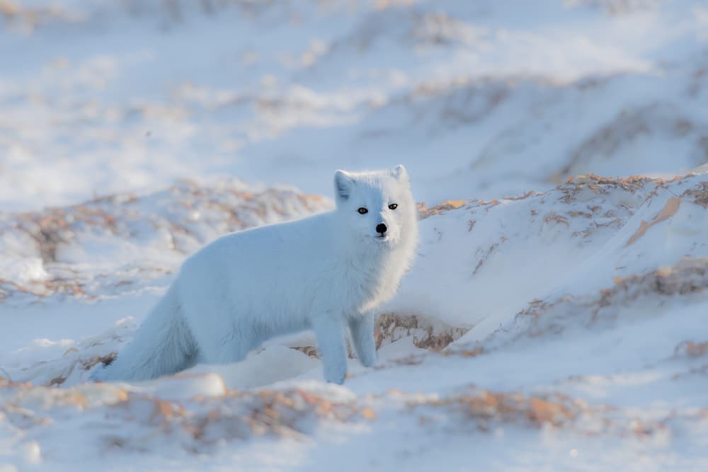 Curious Arctic Fox by Jie Fischer — canvas wall art