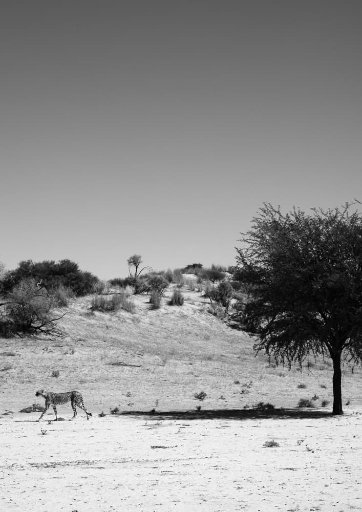 Cheetah's Solitude by Shot by Clint — canvas wall art