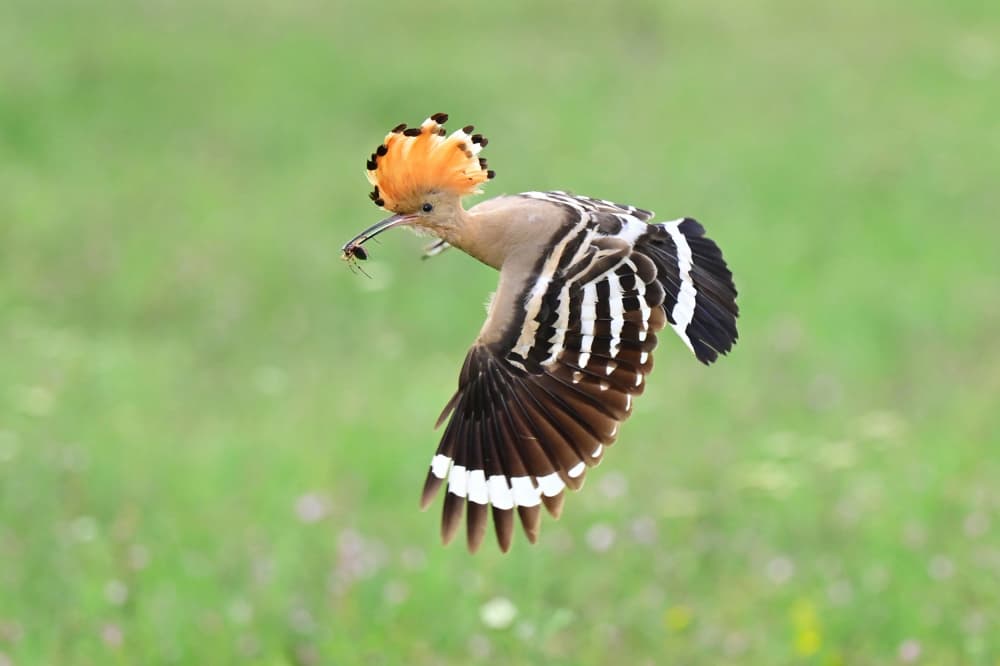 Hoopoe Bird in Flight by Rob Li — canvas wall art
