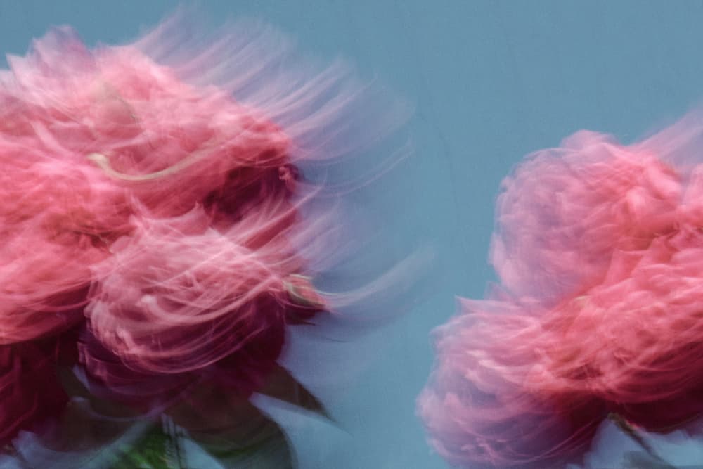Dreamy Pink Flowers by Lynann Colligan — canvas wall art