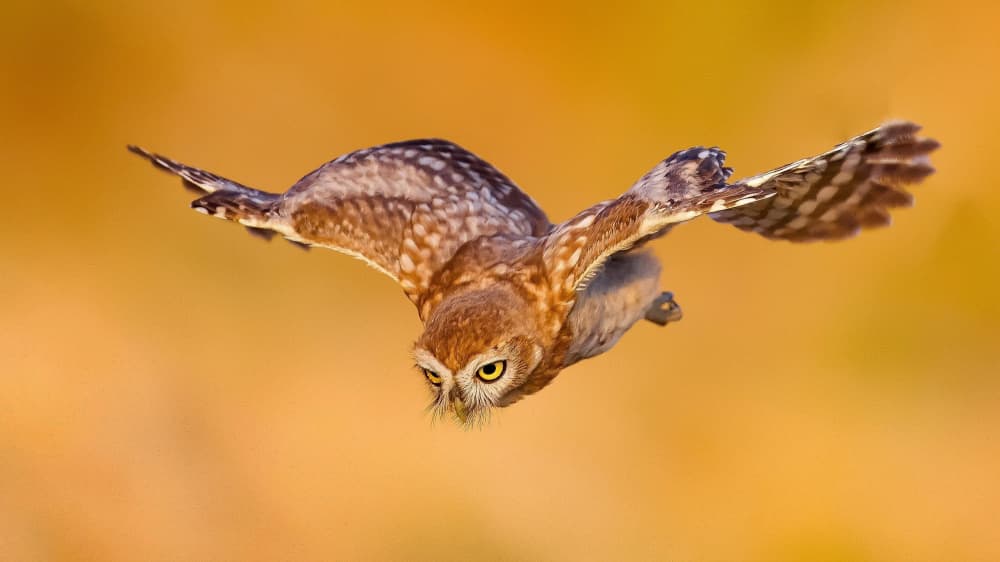 Golden Hour Owl Flight by David Manusevich — canvas wall art
