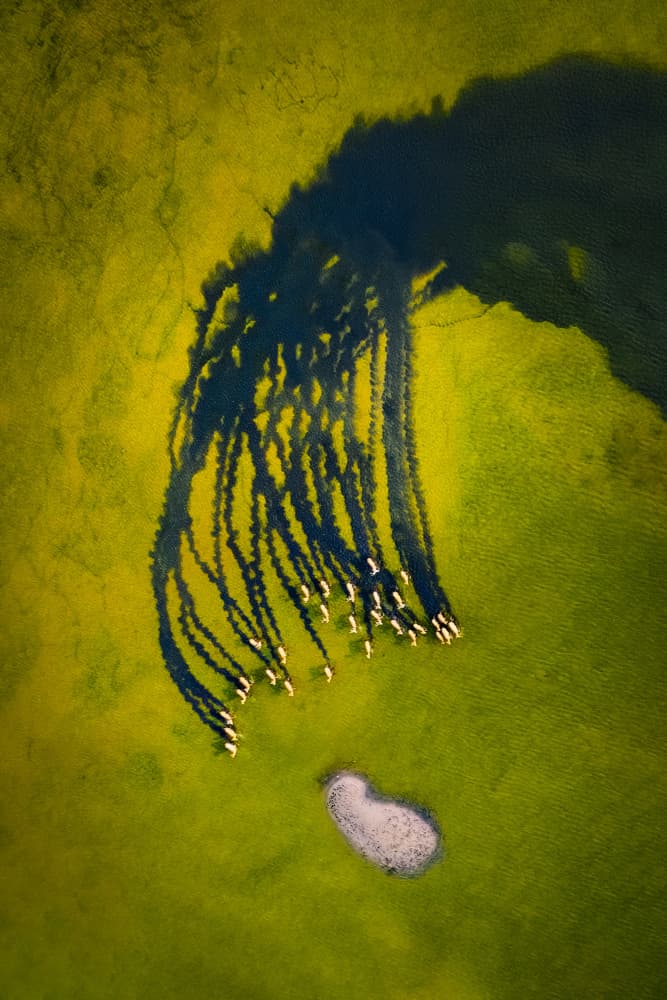 Flamingos Long Shadows by Songlin Xu — canvas wall art