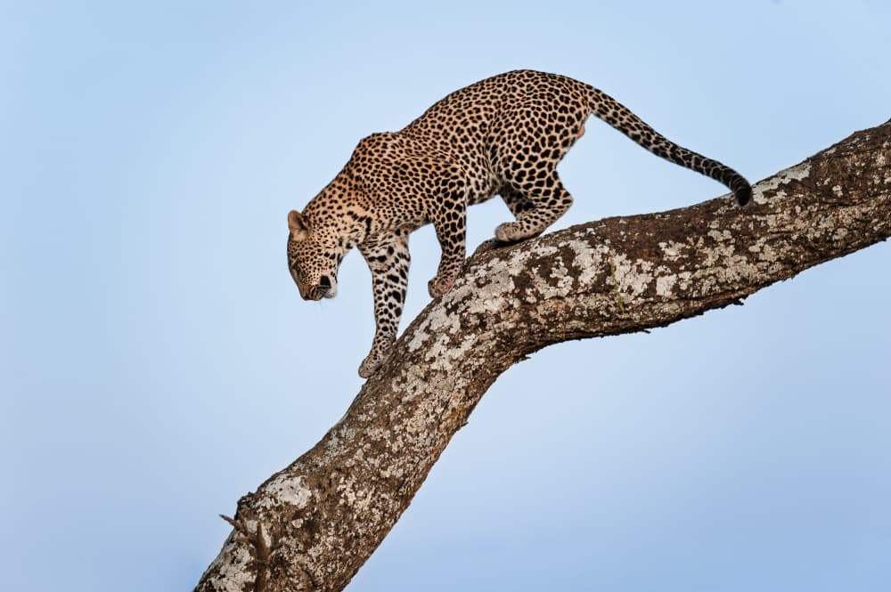 Spotted Leopard On Branch by Massimo Felici — canvas wall art