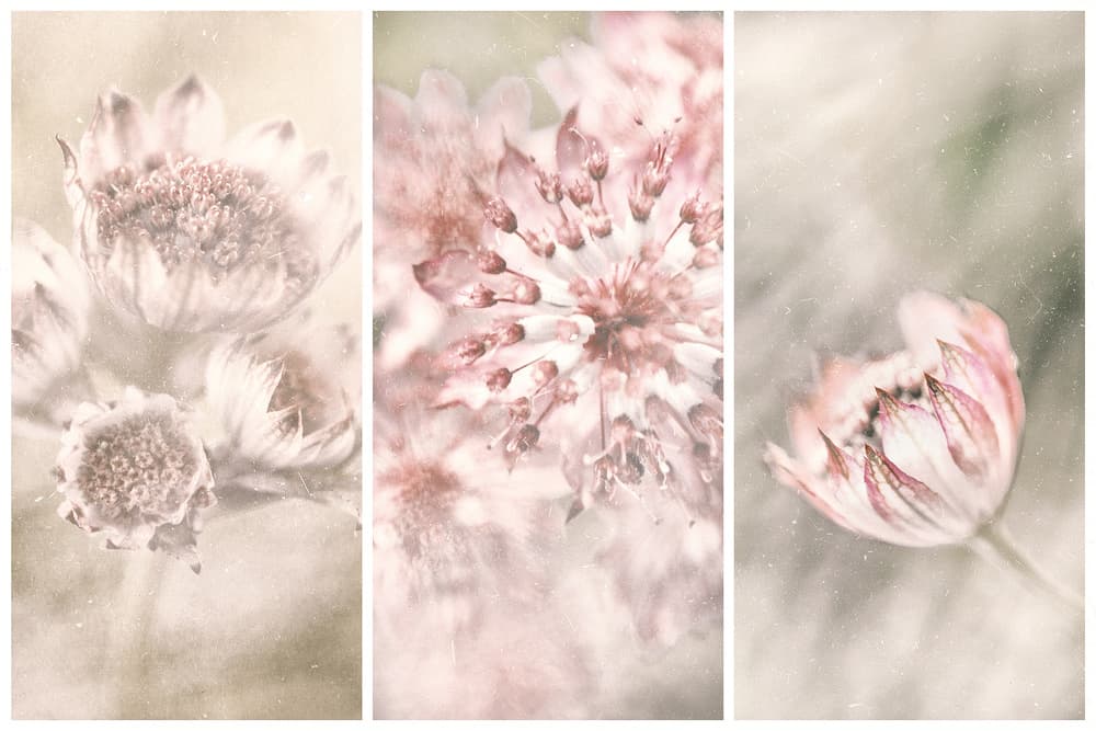 Dreamy Botanical Blushes by Gustav Davidsson — canvas wall art