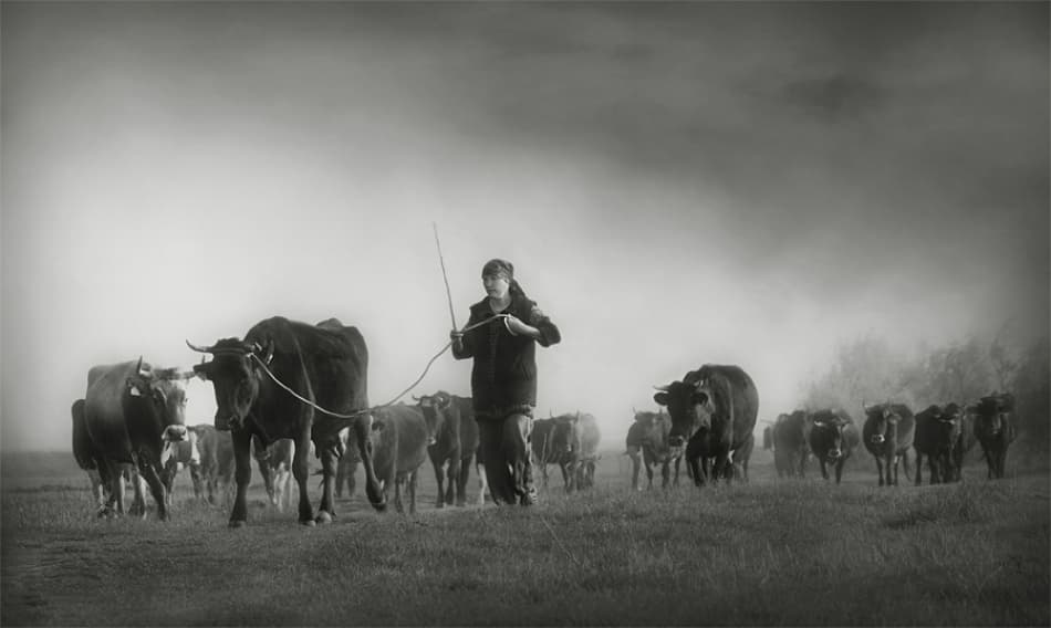 Misty Cattle Drive by Ileana Bosogea-Tudor — canvas wall art