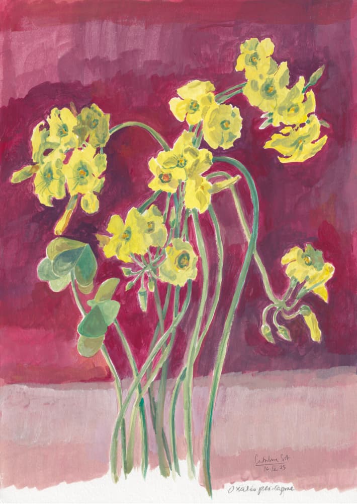 Vibrant Yellow Oxalis by Catalina Somolinos — canvas wall art