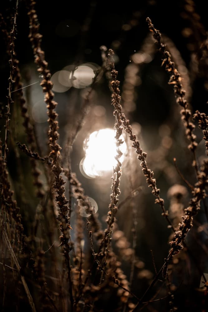 Autumn Lights 2 by Mareike Böhmer — canvas wall art