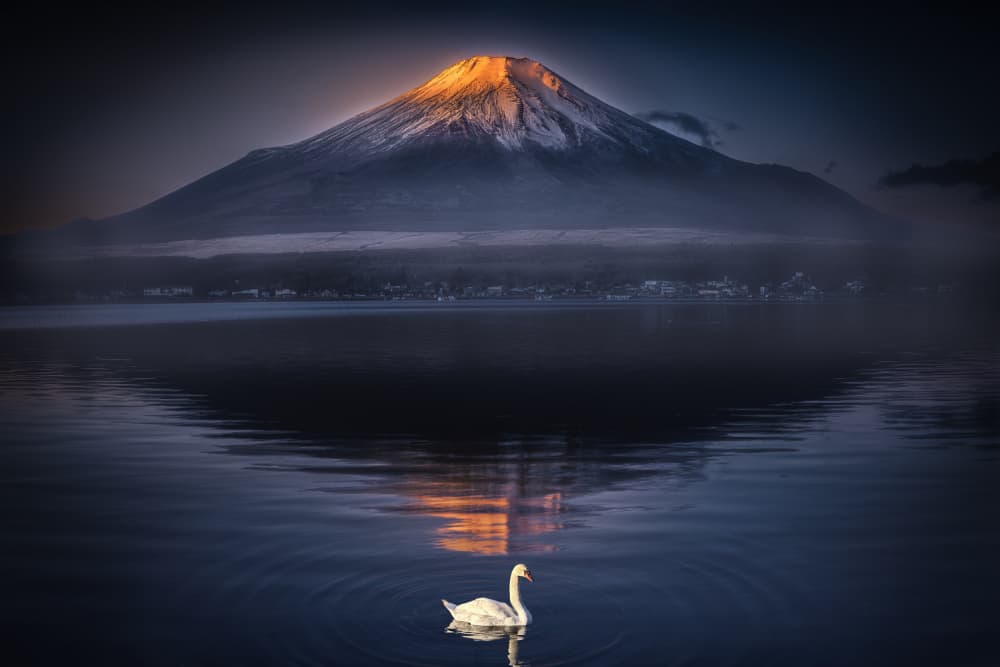 Golden Fuji Swan by Frank W. — canvas wall art